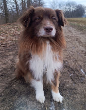 Husky, Hundebetreuung, Hundepension, Hundetagessttte, Hundesitter, Hundehotel, HUTA, Ampfing, Mhldorf, Waldkraiburg, Burghausen, 
Alttting, Dorfen, Wasserburg, Landshut