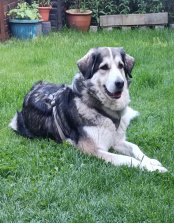 Husky, Hundebetreuung, Hundepension, Hundetagessttte, Hundesitter, Hundehotel, HUTA, Ampfing, Mhldorf, Waldkraiburg, Burghausen, 
Alttting, Dorfen, Wasserburg, Landshut