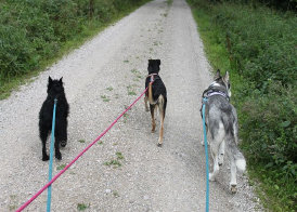 Husky, Hundebetreuung, Hundepension, Hundetagessttte, Hundesitter, Hundehotel, HUTA, Ampfing, Mhldorf, Waldkraiburg, Burghausen, 
Alttting, Dorfen, Wasserburg, Landshut