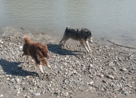 Husky, Hundebetreuung, Hundepension, Hundetagessttte, Hundesitter, Hundehotel, HUTA, Ampfing, Mhldorf, Waldkraiburg, Burghausen, 
Alttting, Dorfen, Wasserburg, Landshut