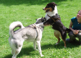 Husky, Hundebetreuung, Hundepension, Hundetagessttte, Hundesitter, Hundehotel, HUTA, Ampfing, Mhldorf, Waldkraiburg, Burghausen, 
Alttting, Dorfen, Wasserburg, Landshut