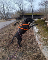 Husky, Hundebetreuung, Hundepension, Hundetagessttte, Hundesitter, Hundehotel, HUTA, Ampfing, Mhldorf, Waldkraiburg, Burghausen, 
Alttting, Dorfen, Wasserburg, Landshut