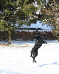 Husky, Hundebetreuung, Hundepension, Hundetagessttte, Hundesitter, Hundehotel, HUTA, Ampfing, Mhldorf, Waldkraiburg, Burghausen, 
Alttting, Dorfen, Wasserburg, Landshut
