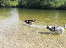 Husky, Hundebetreuung, Hundepension, Hundetagessttte, Hundesitter, Hundehotel, HUTA, Ampfing, Mhldorf, Waldkraiburg, Burghausen, 
Alttting, Dorfen, Wasserburg, Landshut