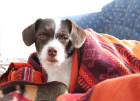 Husky, Hundebetreuung, Hundepension, Hundetagessttte, Hundesitter, Hundehotel, HUTA, Ampfing, Mhldorf, Waldkraiburg, Burghausen, 
Alttting, Dorfen, Wasserburg, Landshut