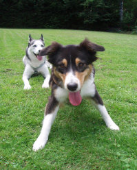 Husky, Hundebetreuung, Hundepension, Hundetagessttte, Hundesitter, Hundehotel, HUTA, Ampfing, Mhldorf, Waldkraiburg, Burghausen, 
Alttting, Dorfen, Wasserburg, Landshut