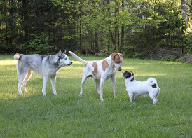 Husky, Hundebetreuung, Hundepension, Hundetagessttte, Hundesitter, Hundehotel, HUTA, Ampfing, Mhldorf, Waldkraiburg, Burghausen, 
Alttting, Dorfen, Wasserburg, Landshut