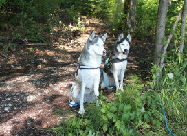 Husky, Hundebetreuung, Hundepension, Hundetagessttte, Hundesitter, Hundehotel, HUTA, Ampfing, Mhldorf, Waldkraiburg, Burghausen, 
Alttting, Dorfen, Wasserburg, Landshut